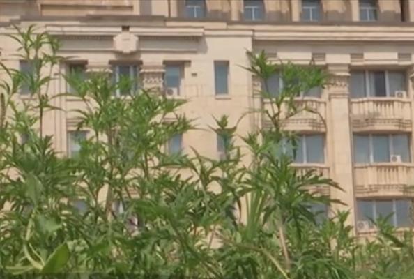 Ambrozia creşte nestingherită în Capitală. Planta periculoasă se găseşte şi lângă instituţiile publice