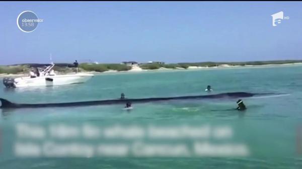 Operaţiune impresionantă în Mexic pentru salvarea unei balene