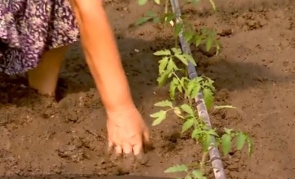 Recoltele de legume, compromise de ploi. Producătorii se tem de cea mai gravă criză din agricultură