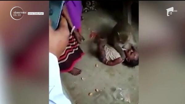 O maimuţă a stârnit panică printre locuitorii unui sat din India! Animalul a încercat să răpească un bebeluş (Video)