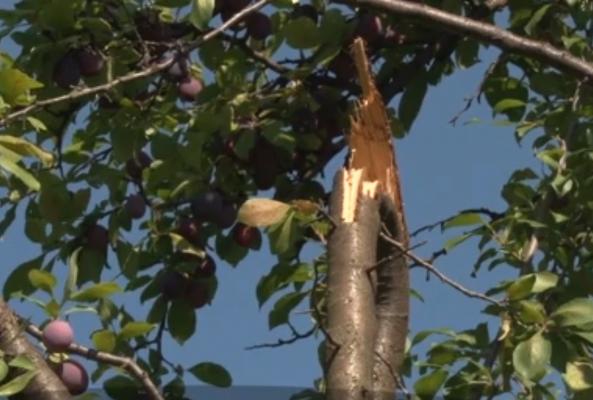 Dezastrul din livezi provocat de vreme, dublat de lipsa forţei de muncă