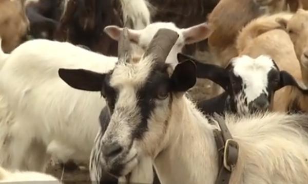 Pesta oilor şi a caprelor ameninţă România, după primele cazuri apărute la vecinii bulgari