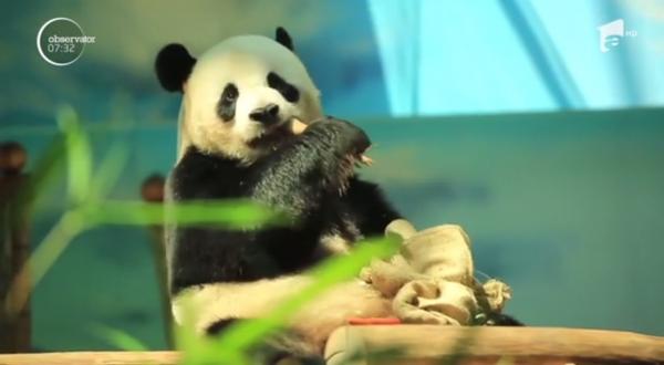 Ziua de naştere a unui urs panda a devenit un eveniment de senzaţie la o grădină zoologică din China