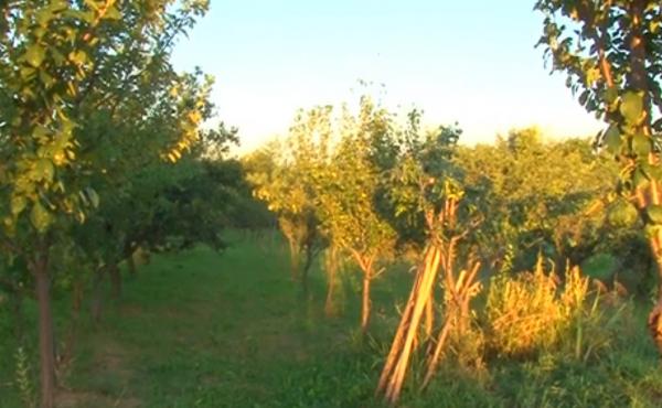 Este un an bun pentru recolta românească, dar gospodarii nu sunt foarte bucuroşi