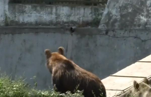 Momente înfiorătoare la Grădina Zoologică din Braşov. Doi îngrijitori au fost atacaţi de un urs, un bărbat e în stare gravă