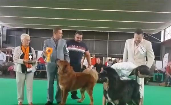 Cel mai frumos mastiff tibetan din lume este din Târgu Mureş. Boss Phantom are deja în palmares peste 50 de titluri
