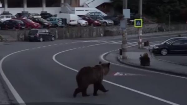 Nou atac al urşilor în Harghita. Bărbat la un pas să fie sfâşiat de fiara care i-a ieşit în cale