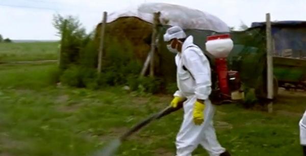 Autorităţile române au scăpat de sub control epidemia de pestă porcină