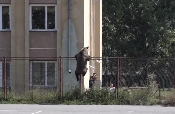 Urșii din pădurile României sunt de neoprit, deși Jandarmeria e dotată cu arme pentru tranchilizare