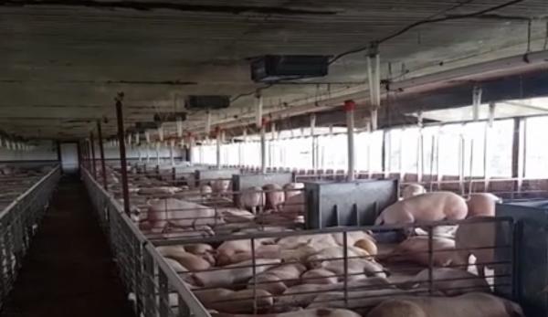 Cum a ajuns virusul pestei porcine în cea mai mare fermă de porci din România. Sute de angajați rămân fără slujbe