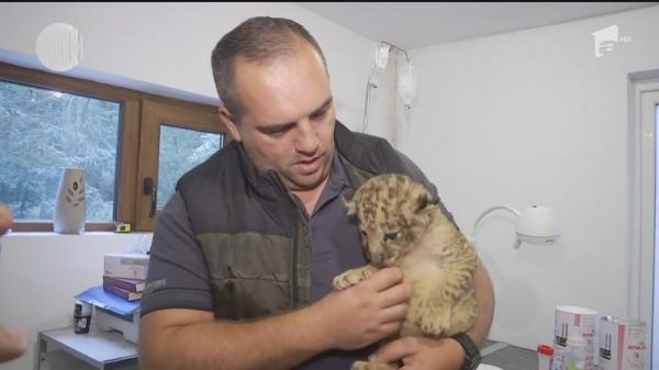 Imagini adorabile cu puiul de leu salvat la Timișoara, unde urma să fie vândut ilegal
