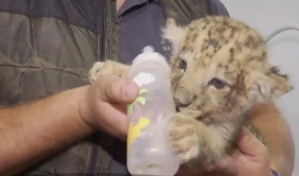 Pui de leu, descoperit în portbagajul unei maşini de Suceava, la un control de rutină