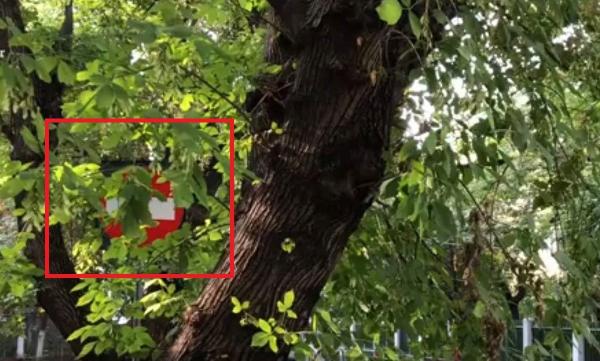 Capcanele traficului din Bucureşti: multe semafoare şi indicatoare sunt ascunse de copaci