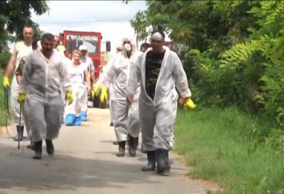 Pesta lasă românii fără porci! În localitatea Vameș autoritățile au sacrificat și animalele sănătoase