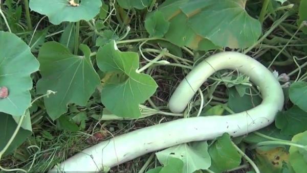 Dovlecei ca nişte şerpi încolăciţi în Maramureş. Pot atinge 2 metri, iar gospodinele gătesc din ei zile la rând