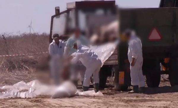 Criza pestei porcine. Virusul a intrat în ţară din vina oamenilor, explică Ministrul Agriculturii