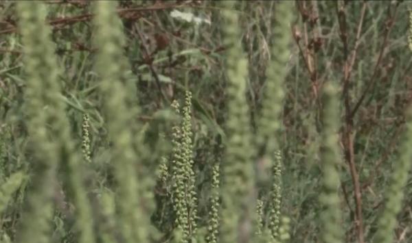 Problema provocată de ambrozie, la Timişoara, ar putea fi rezolvată de un vaccin