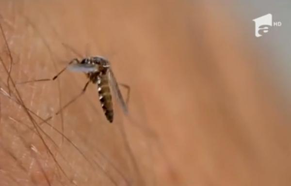 Virusul West Nile face ravagii în România. Numărul deceselor a ajuns la 12