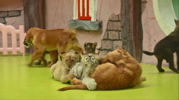 Prietenie bizară la zoo: puii de leu, de tigru şi de hienă adoptaţi de o familie de căţeluşi