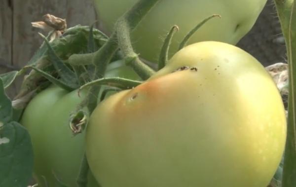O nouă lovitură pentru agricultura românească! ”Tuta absoluta” face ravagii în recoltele de roșii