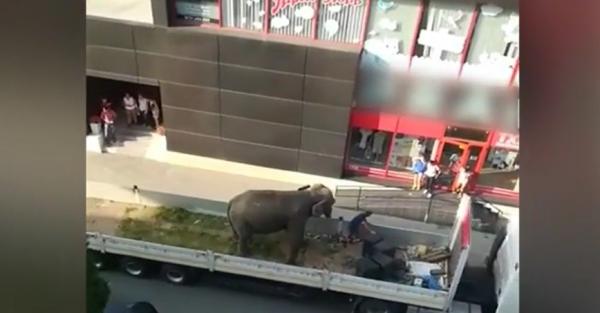 O privelişte neobişnuită a provocat scandal în Sighetu Marmaţiei. Un elefant a fost plimbat pe străzi, urcat pe o platformă
