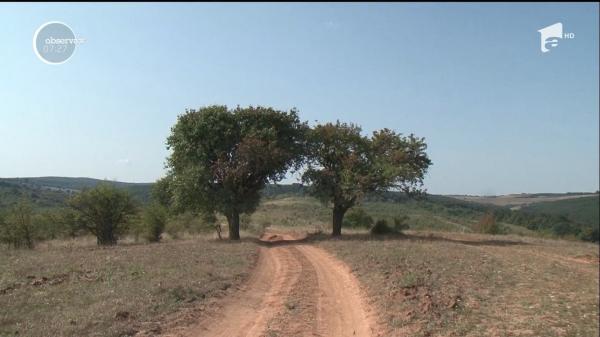 Rezervaţia de peri sălbatici din Chegea, Satu Mare, cea mai mare din Europa