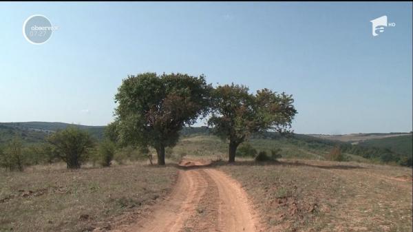 Rezervaţia de peri sălbatici din Chegea, Satu Mare, cea mai mare din Europa
