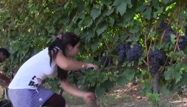 Podgoriile Aradului sunt pline de struguri, dar nu şi de muncitori care să-i culeagă