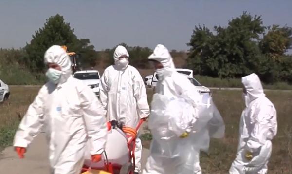 Prevenție cu lopata. Porcii îmbolnăviți din Galați au fost îngropați peste noapte de veterinari