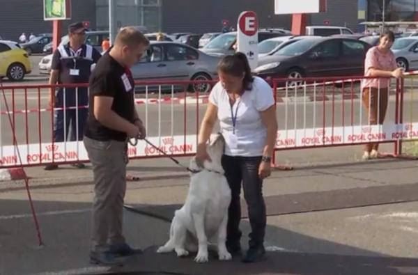 Marele câştigător al "Cupei Moldovei" a fost Voinea, un ciobănesc carpatin