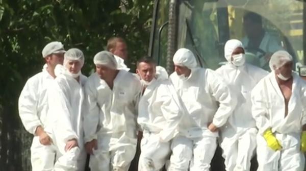 Măsuri disperate pentru a proteja fermele de porci aflate în apropierea ultimelor focare descoperite