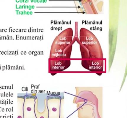 După scandalul manualelor de istorie şi de geografie de la clasa a şasea, o nouă serie de greşeli a apărut şi în cartea de biologie