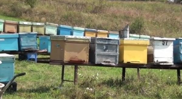 Pasiunea i-a fost fatală. Un bărbat din Alba a murit după ce a fost muşcat de albine, în timp ce le hrănea