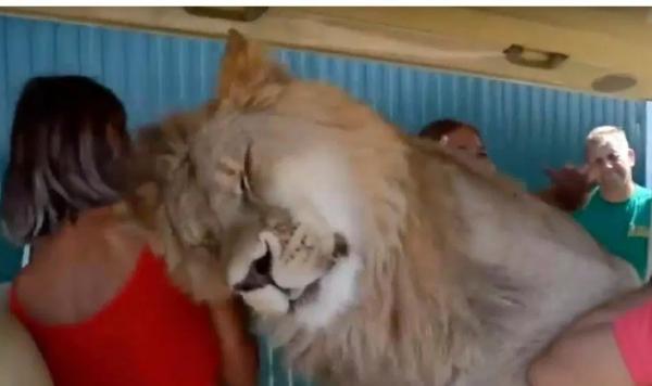 Imagini incredibile la o rezervaţie din Ucraina. Un leu i-a surprins pe turişti cu gesturi drăgăstoase