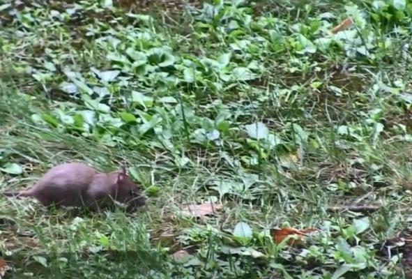 Imagini halucinante în centrul Aradului! În plină zi şobolanii mişună nestingheriţi