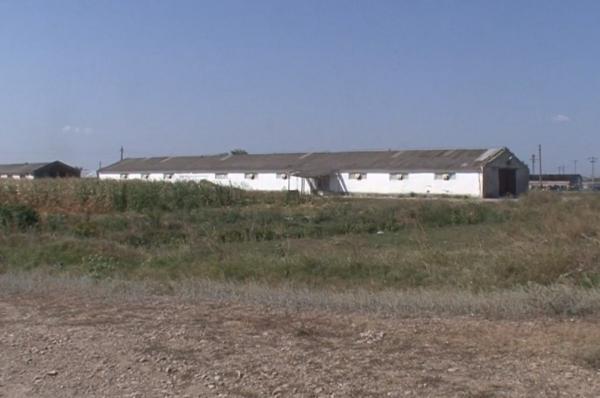 Un nou focar de pestă porcină a fost confirmat în judeţul Buzău. Oamenii au început să primească despăgubiri