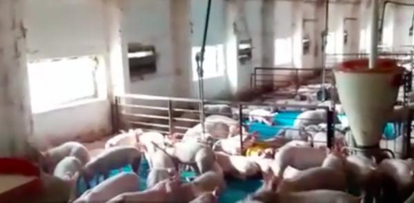 În plină epidemie de pestă porcină, fermele clandestine îşi cresc porcii după propriile legi