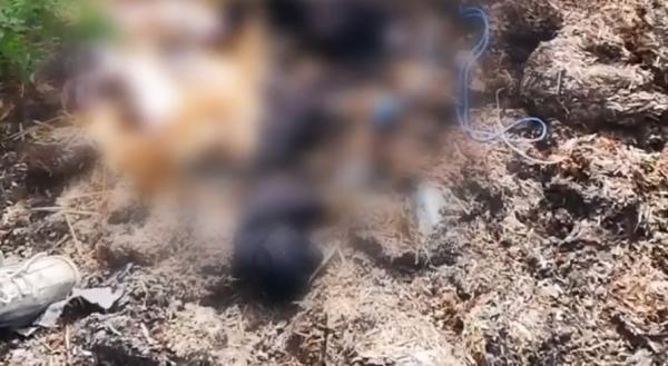 Autorităţile au închis ferma clandestină din Călăraşi cu jandarmii! Porcii infestați erau dați hrană pentru câini