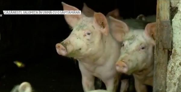 Pesta porcină a învins până şi SRI. Serviciul a făcut peste 130 de informări despre boala care ameninţa România