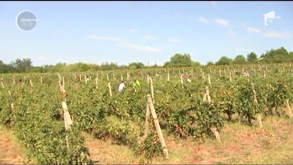 Viile din Prahova se culeg cu pază armată. În lipsa zilierilor, proprietarii au chemat deţinute la cules