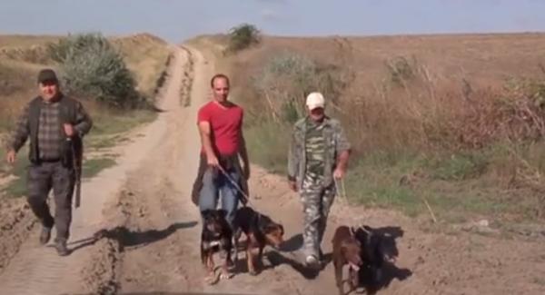 28.000 mistreţi ar trebui împuşcaţi în toata ţara, pentru a opri răspândirea peste porcine