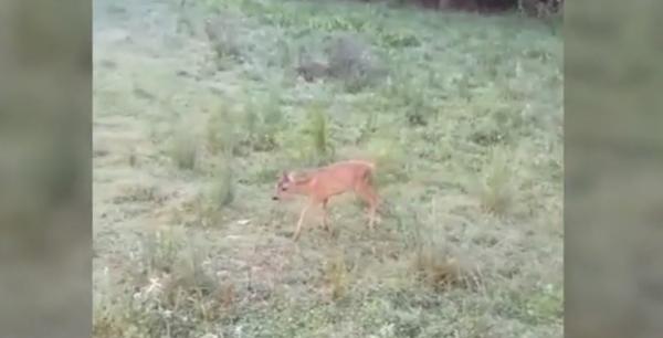 Pui de căprioară, salvat de jandarmii argeșeni. O familie îl transformase în animal de curte