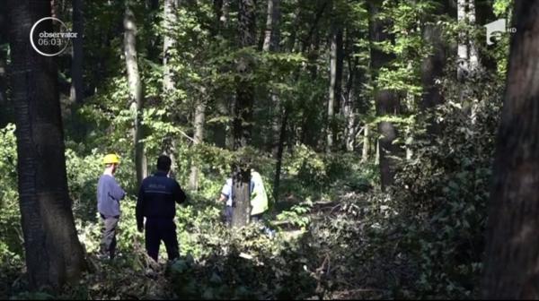 Sfârşit tragic pentru un muncitor forestier din Botoşani. Bărbatul a murit strivit sub copacul pe care tocmai îl tăiase