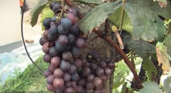 Strugurii dintr-o fermă viticolă din Bihor au fost culeşi direct de turişti