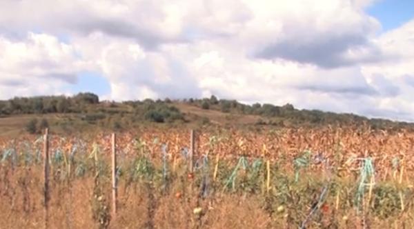 Trei tineri din Bihor au pus pe roate o afacere profitabilă. Procesează, apoi prepară legume şi fructe bio