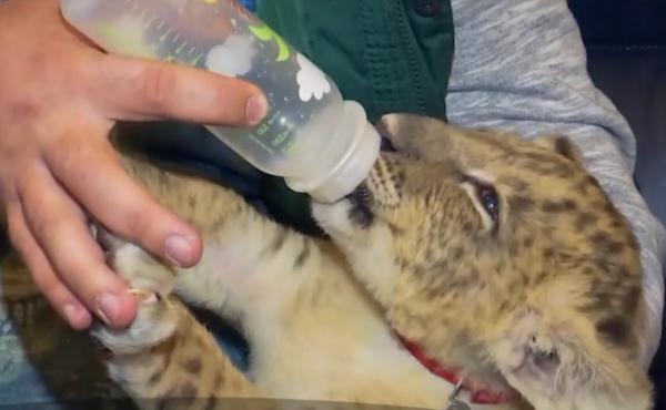 Puiul de leu pe care doi suceveni voiau să-l vândă într-o parcare din Timişoara s-a pus pe picioare