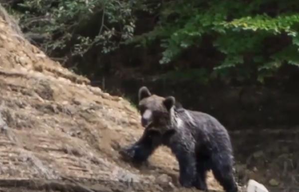Un caiacist care se antrena pe Lacul Vidradu a avut o întâlnire neaşteptată cu un pui de urs