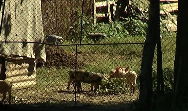 Un focar de pestă porcină a izbucnit tocmai în satul în care primarul spunea că virusul ar putea ajunge doar aruncat din elicopter