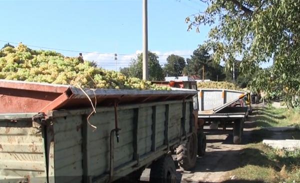Viticultorii din Vrancea au rămas cu strugurii în drum, după ce mulți procesatori și-au închis porțile
