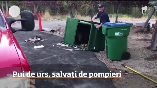 Operaţiune de salvare neobişnuită în Statele Unite! Trei pui de urs au fost salvaţi dintr-o pubelă